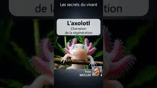 Miniature : Les secrets du vivant #9 – L’axolotl – Le maître de la régénération