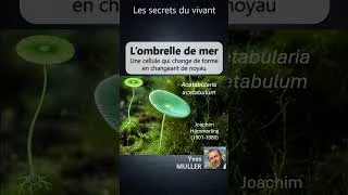 Miniature : Les secrets du vivant #8 – L’ombrelle de mer – Une cellule qui change de forme en changeant de noyau