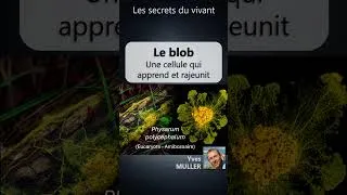 Miniature : Les secrets du vivant #7 – Le blob - Une cellule qui apprend et rajeunit