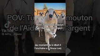 Miniature : #mouton #aids #haram #humour #drôle #chill