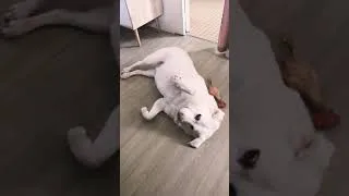 Miniature : THE DOG IS CUTE