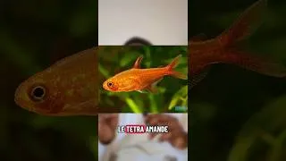 Miniature : Tetra Amande #poisson #aquascaping #aquariophilie #aquarium