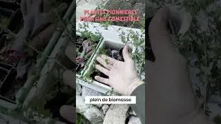 Miniature : Plantes pionnieres pour haie comestible  #écosystème  #arbres #jardin #permaculture