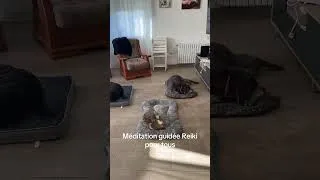 Miniature : Méditation guidée pour calmer tous les animaux de la maison.