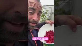 Miniature : La récolte des framboises a lieu principalement en été, lorsque les fruits sont bien rouges et mûrs.