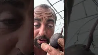 Miniature : Jour de récoltes dans le jardin en permaculture carottes betteraves basilic pomme de terre