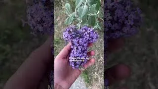 Miniature : Est ce que je vois ce que vous voyez ?? 🤣🤣