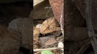 Miniature : من يعرف اسمه ؟