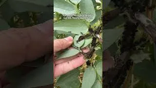 Miniature : المن الأسود للفول و حله الطبيعي les pucerons noirs des fèves et leurs solution naturelle