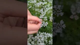 Miniature : Les fleurs de cette aromatique sont comestibles 🌿 #coriandre