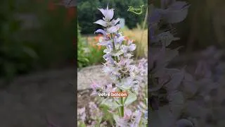 Miniature : La sauge sclarée : une fleur qui sent le fruit de la passion 🌸 #jardin #sauge #fleurs