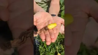 Miniature : Deine Zucchetti blühen, aber tragen keine Früchte? 🤔 #gardening