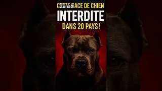 Miniature : Cette race de chien INTERDITE dans 20 PAYS !#chien #animaux #animals #mystère #histoirevraie #zônax