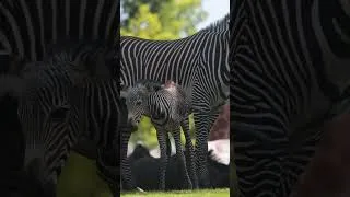Miniature : Naissance d'un bébé zèbre à Beauval