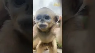 Miniature : Les deux bébés singes dorés de Beauval découvrent la caméra !
