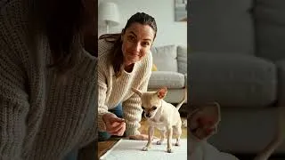 Miniature : Apprendre la propreté à un Chihuahua