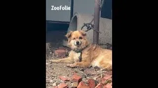 Miniature : Chien Rigole drôlement #chiens #chiendrôle #chiendrole😂😂 #chien #educationcanine