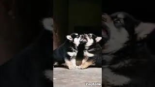 Miniature : Chien qui Rigole à une Blague Hilarante | Moments Drôles de Chiens 😂🐶  #chien #animaux