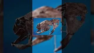 Miniature : Un GROS Poisson