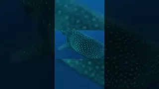 Miniature : "Requin Baleine" Blindé