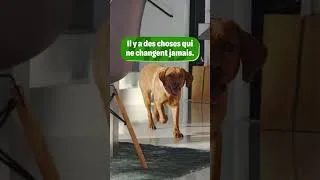 Miniature : Royal Canin Puppy & Adult – Début de Vie : Du chiot au chien (regardez-les grandir)