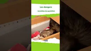 Miniature : Le furet