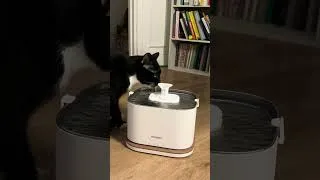 Miniature : Comment je sais qu'Oreo est suffisamment hydraté toute la journée ?