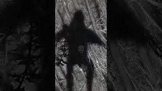Miniature : bug | #zrt_multi_gaming sur #Twitch